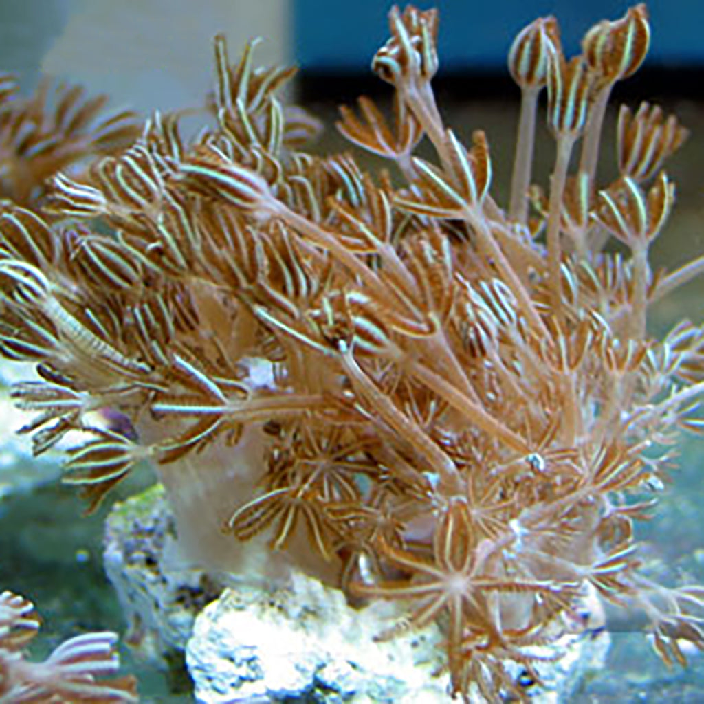 coral reef  Pulsing Xenia | JLAquatics Canada – J&L Aquatics Ltd.