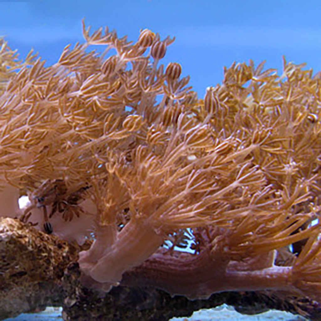 coral reef  Coral+restoration+in+Kenya.