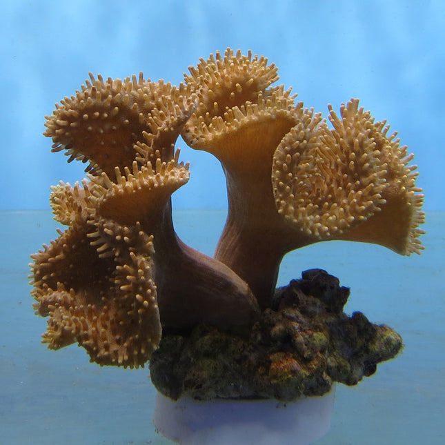 Toadstool Coral - Common