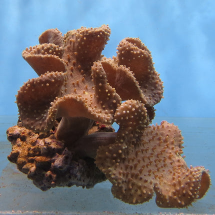 Toadstool Coral - Common