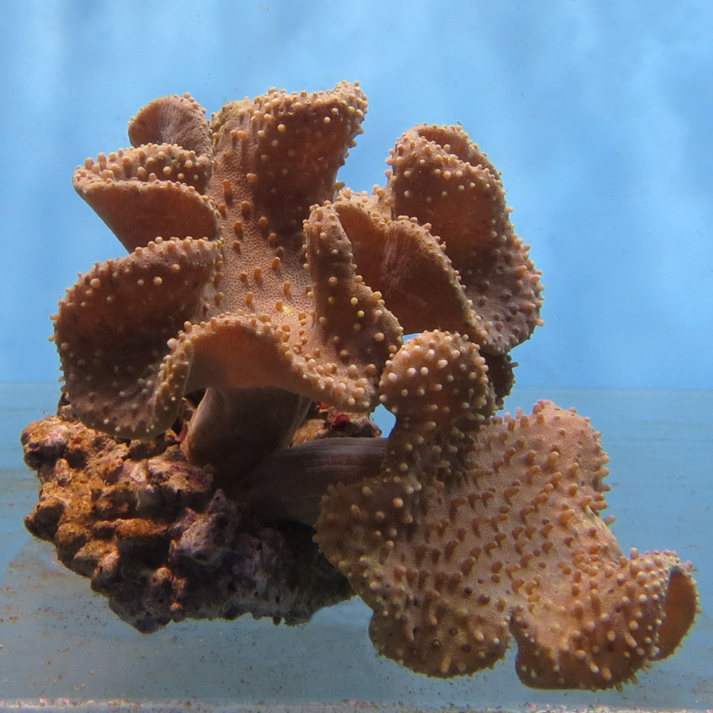 Toadstool Coral - Common