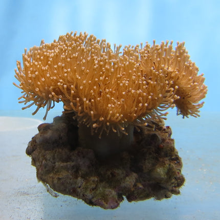 Toadstool Coral - Common