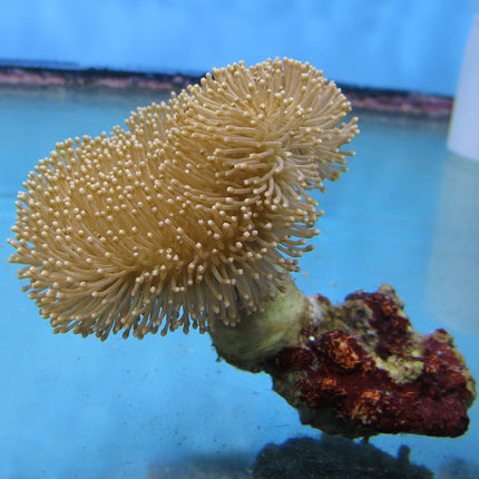 Toadstool Coral - Common