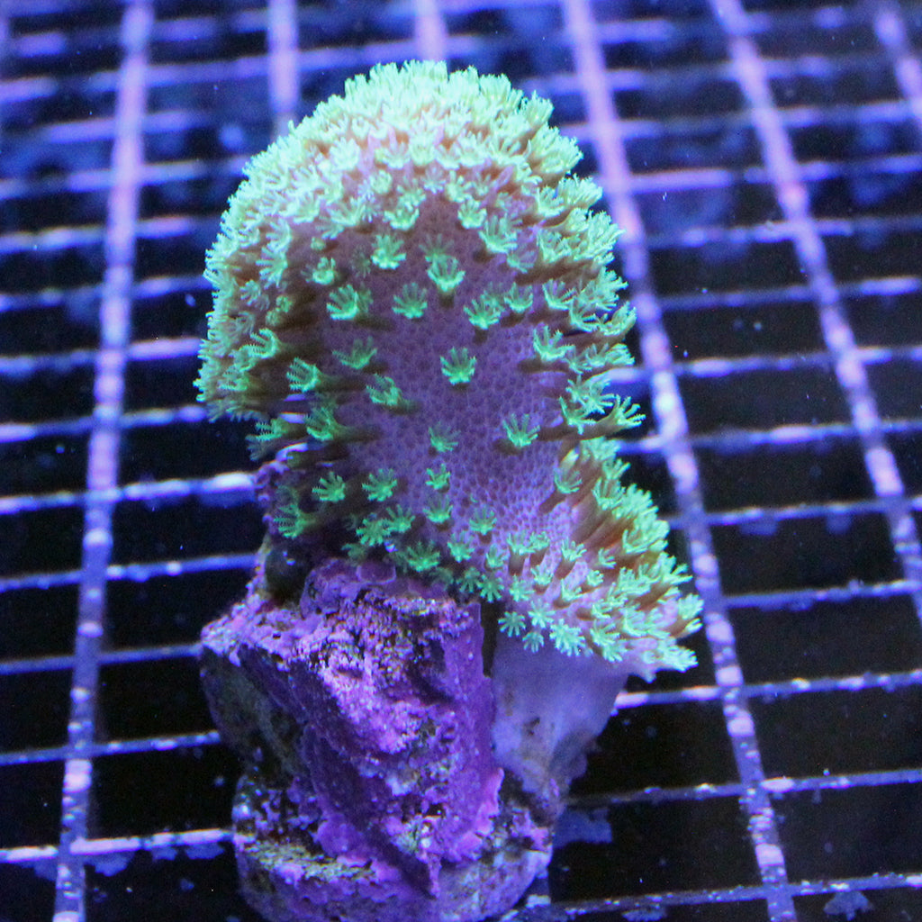 Tyree Green Toadstool