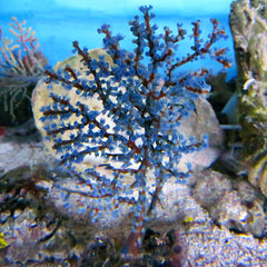 Gorgonian/Sea Fan (Asia Pacific)