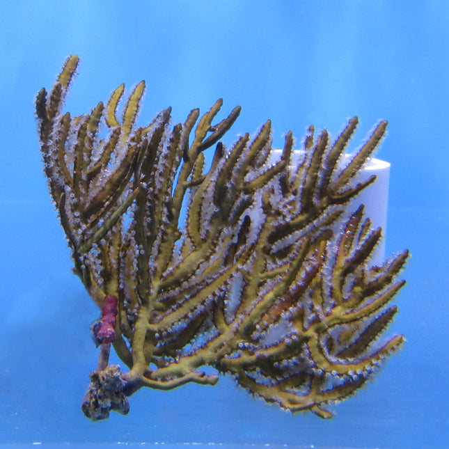 Gorgonian/Sea Fan (Australia)