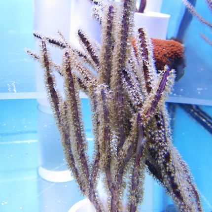 Gorgonian/Sea Fan (Australia)