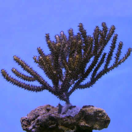 Gorgonian/Sea Fan (Australia)