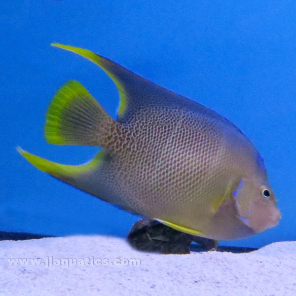 cplf-1019_1.jpg?crop=center&