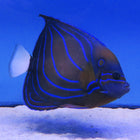 Blue Ring Angel - Adult (Asia Pacific)