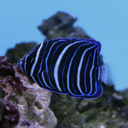 Chrysurus Angel (Indian Ocean)