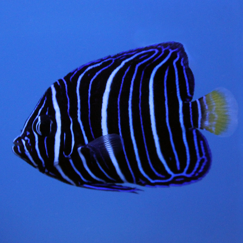 Chrysurus Angel (Indian Ocean)