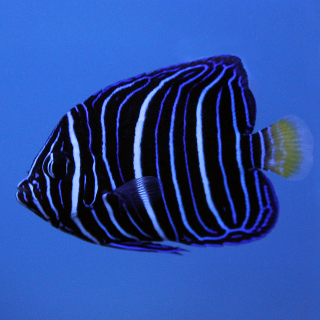 Chrysurus Angel (Indian Ocean)