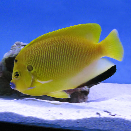 Flagfin Angel (Indian Ocean)