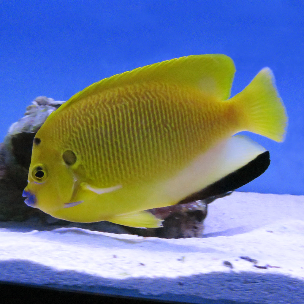 Flagfin Angel (Indian Ocean)