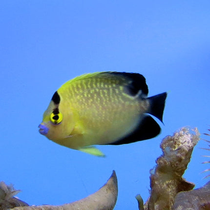 Goldflake Angel (South Pacific)