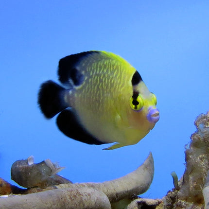 Goldflake Angel (South Pacific)