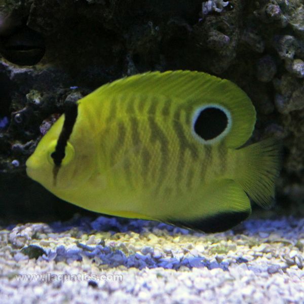 Goldflake Angel (South Pacific)