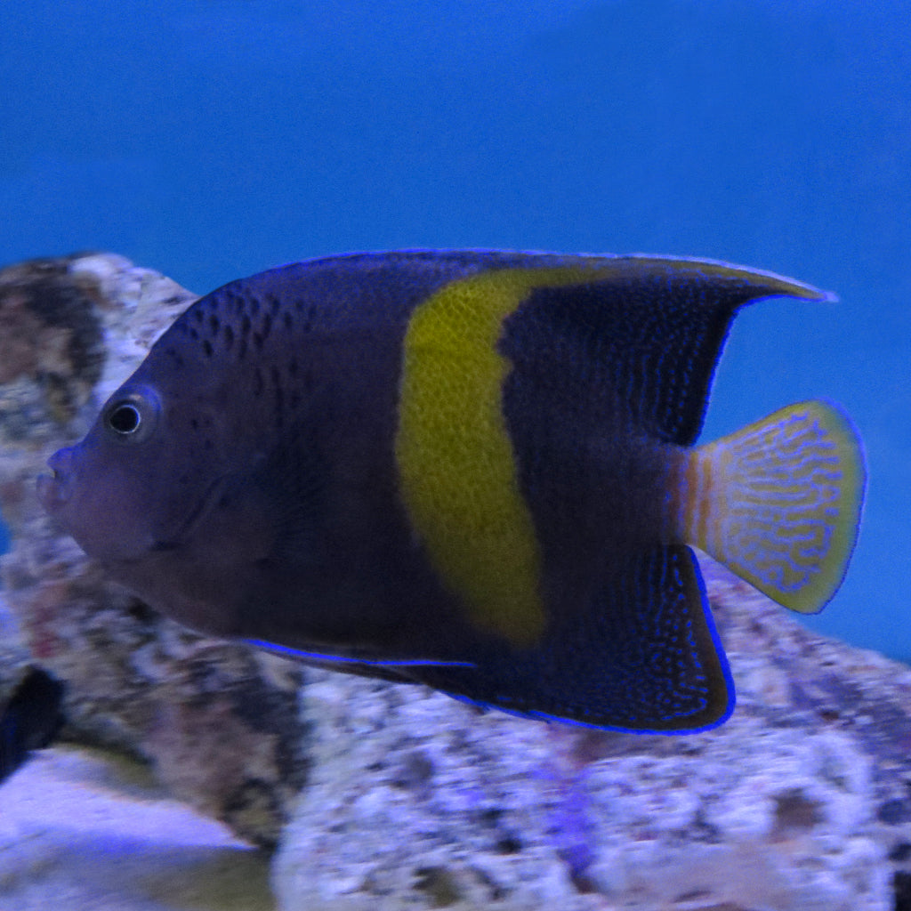 Maculosus Angel | JLAquatics Canada – J&L Aquatics Ltd.