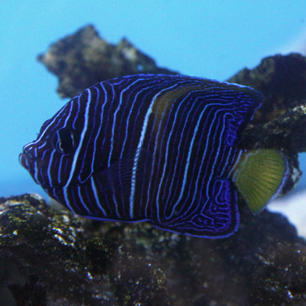 Maculosus Angel (Red Sea)