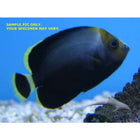 Poma/Yellow Tail Angel (Asia Pacific)