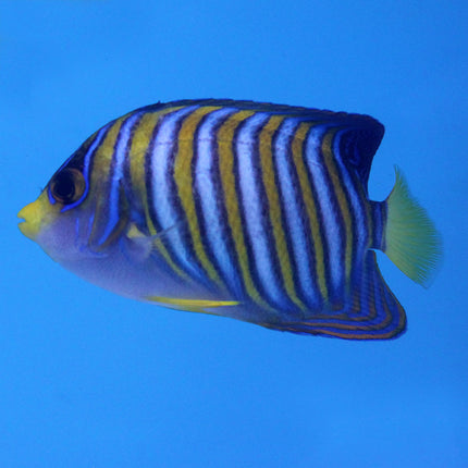 Regal Angel (Asia Pacific)