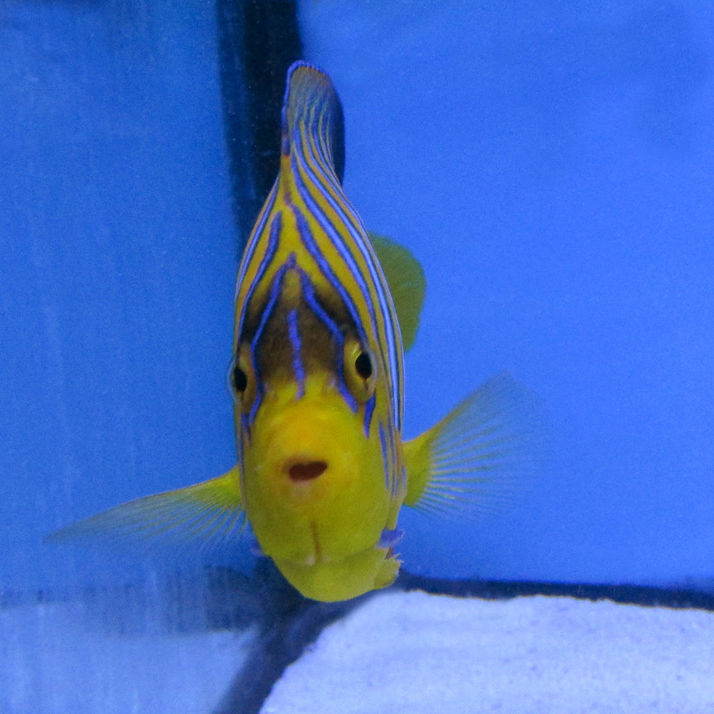 Regal Angel (Red Sea)