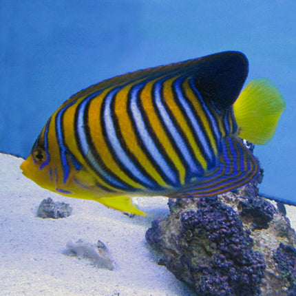 Regal Angel (Red Sea)