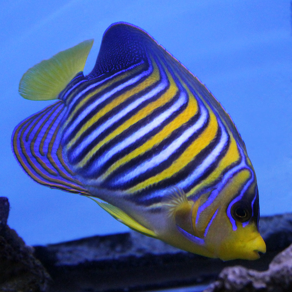 Regal Angel | JLAquatics Canada – J&L Aquatics Ltd.