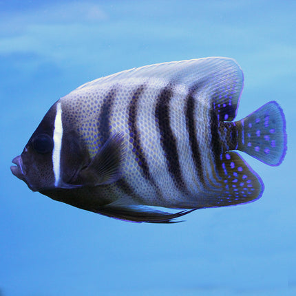 Six Bar Angel (Asia Pacific)