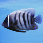 Six Bar Angel (Asia Pacific)
