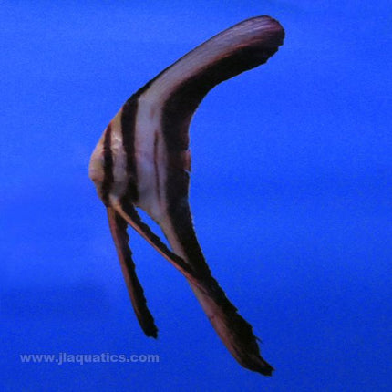 Longfin Batfish (Asia Pacific)