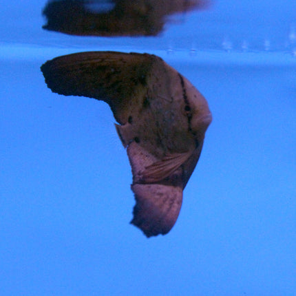 Orbiculate Batfish (Asia Pacific)