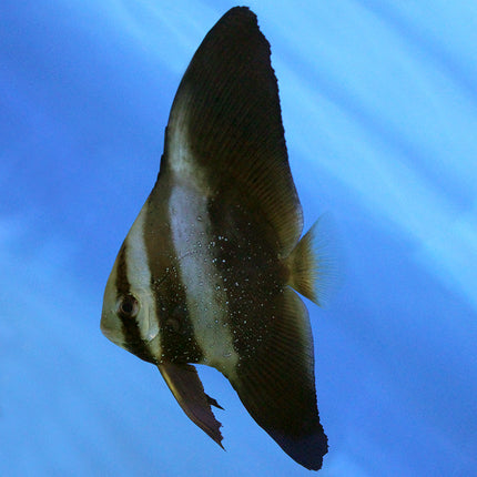 Orbiculate Batfish (Asia Pacific)