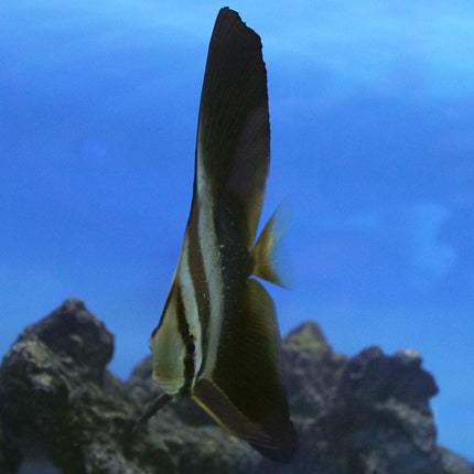 Orbiculate Batfish (Asia Pacific)