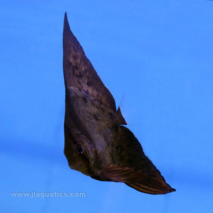 Orbiculate Batfish (Asia Pacific)