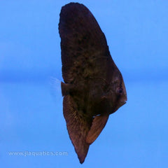 Orbiculate Batfish (Asia Pacific)