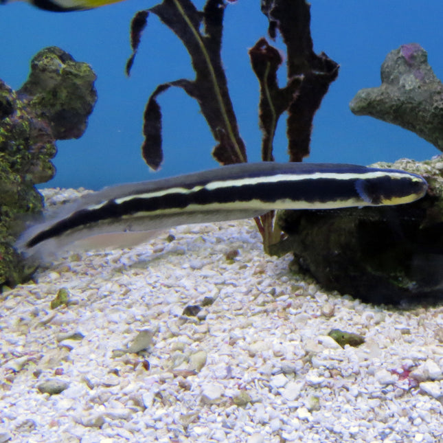 Convict Blenny (Asia Pacific)