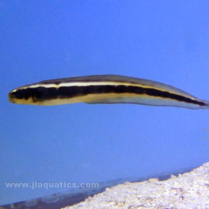 Convict Blenny (Asia Pacific)