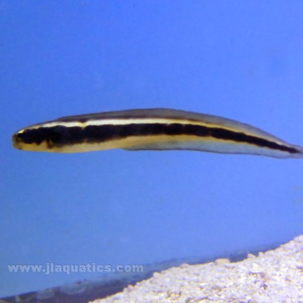 Convict Blenny (Asia Pacific)