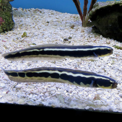 Convict Blenny (Asia Pacific)