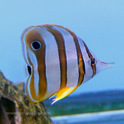 Copperband  Butterfly (Asia Pacific)