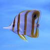 Copperband Butterfly (Asia Pacific)