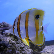 Copperband Butterfly (Australia)