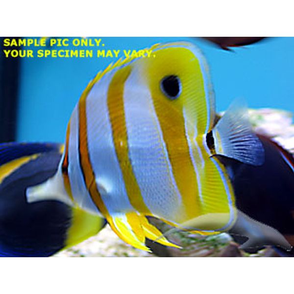 Copperband Butterfly (Australia)