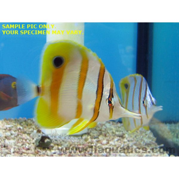 Copperband Butterfly (Australia)