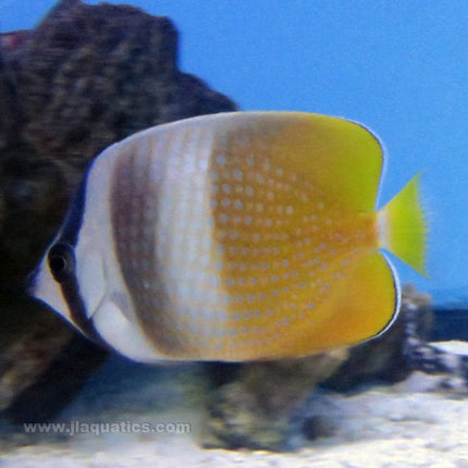 Klein's Butterfly (Indian Ocean)