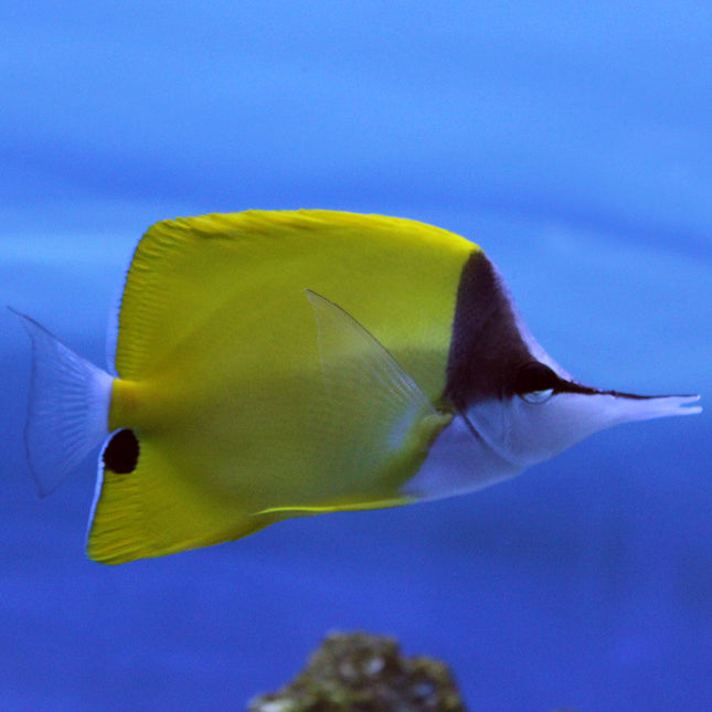 Longnose Butterfly (South Pacific)