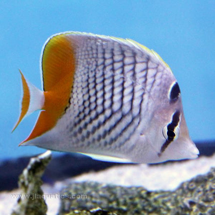 Orange Pearlscale Butterfly (Asia Pacific)