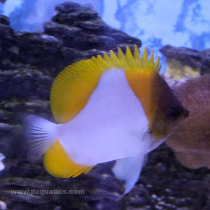 Pyramid Butterfly - Yellow (Asia Pacific)